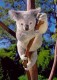 Thumbs/tn_062_koala33.jpg