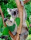 Thumbs/tn_065_favkoala.jpg