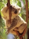 Thumbs/tn_067_koala02.jpg