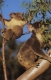Thumbs/tn_069_koala04.jpg