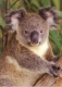 Thumbs/tn_070_koala05.jpg
