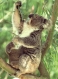 Thumbs/tn_071_koala06.jpg