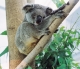 Thumbs/tn_074_koala09.jpg