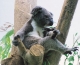 Thumbs/tn_075_koala10.jpg